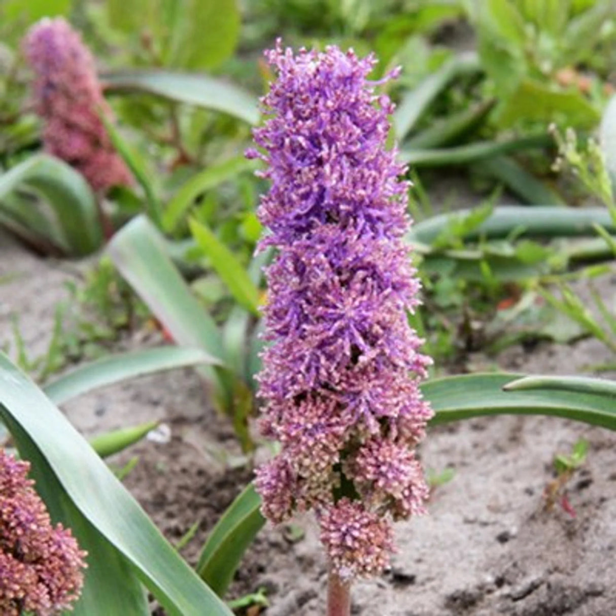 bulbi muscari 05