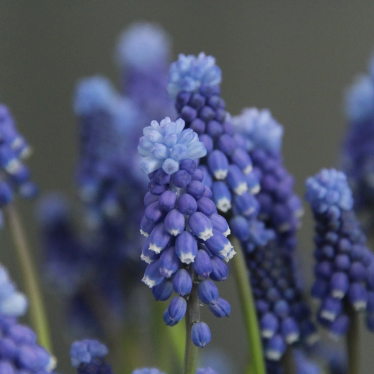 bulbi muscari 08