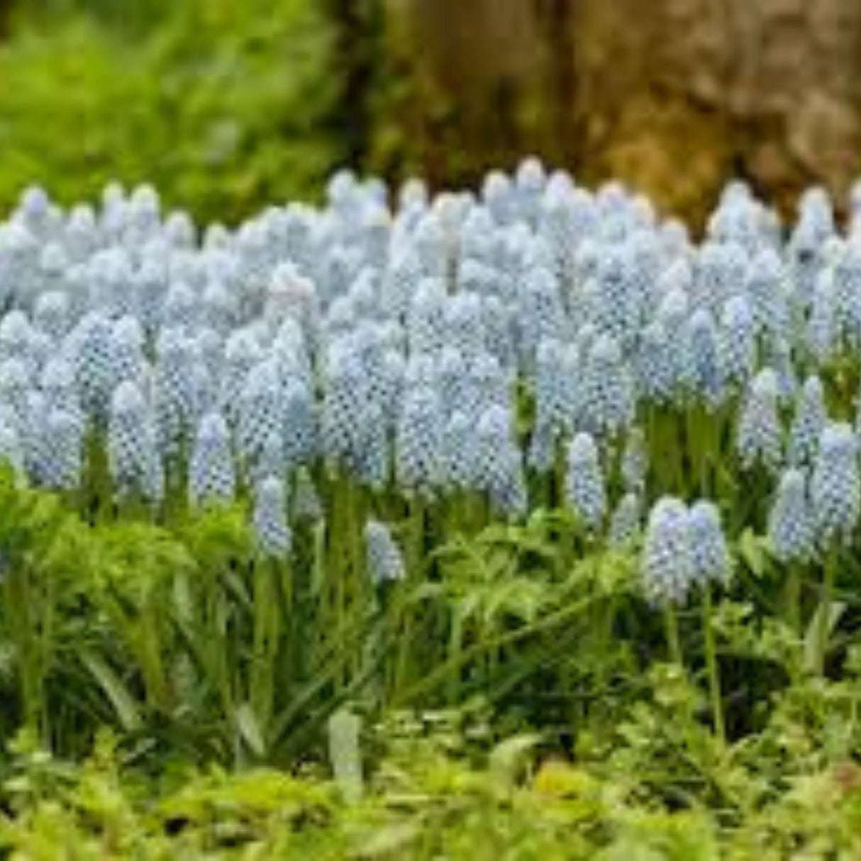 bulbi muscari 13