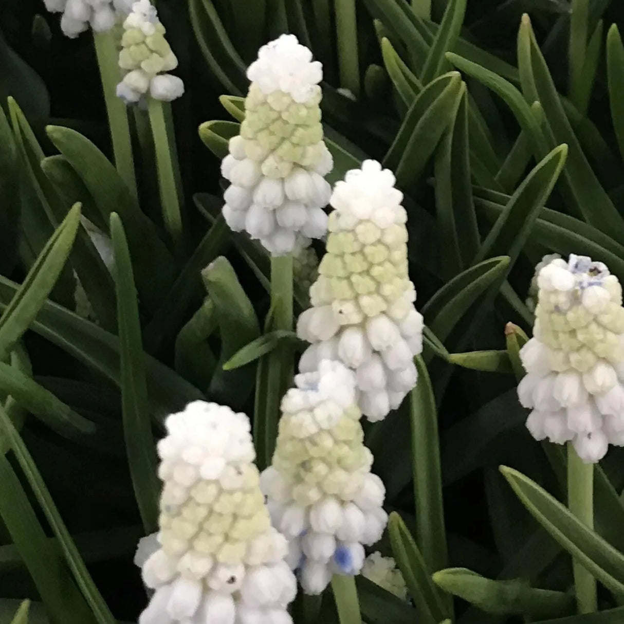 bulbi muscari 19