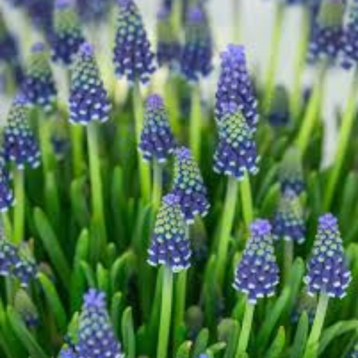 bulbi muscari 23