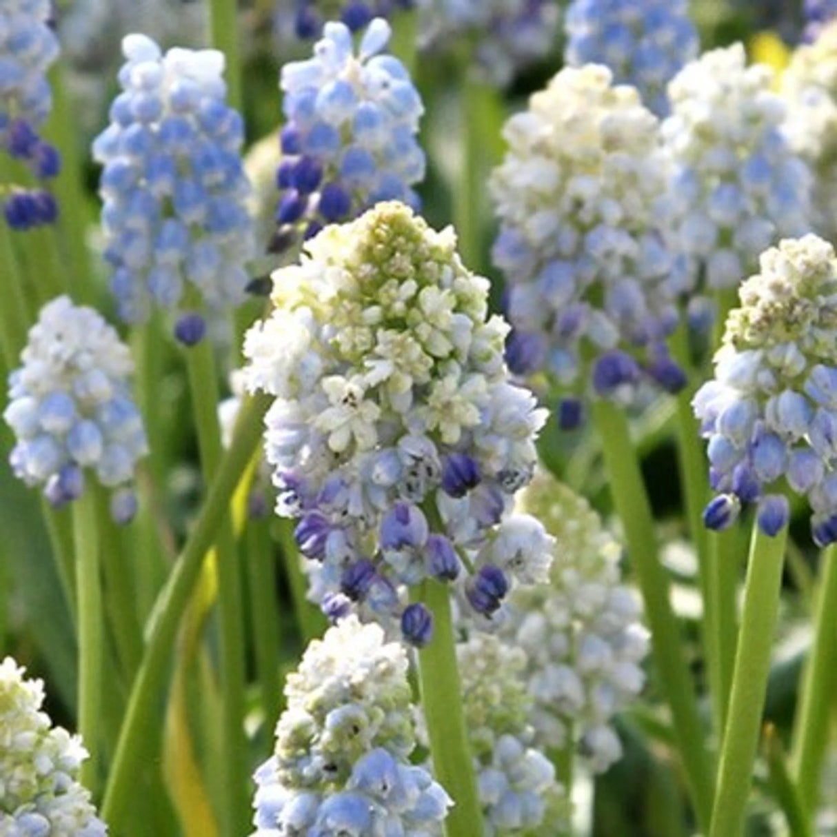 bulbi muscari 25