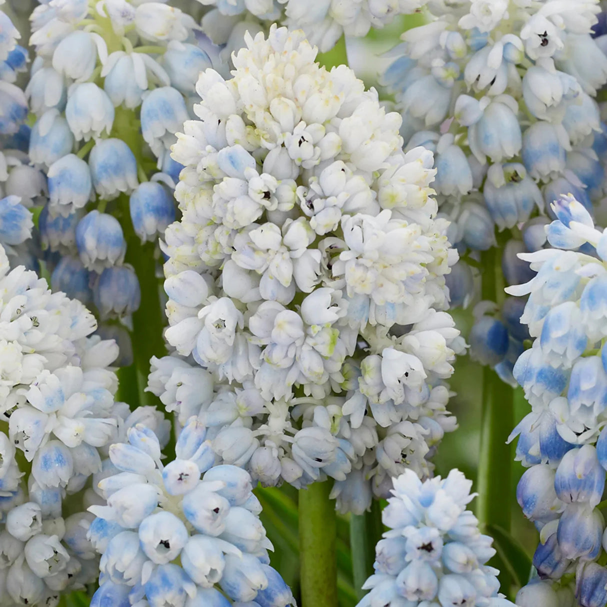 bulbi muscari 26