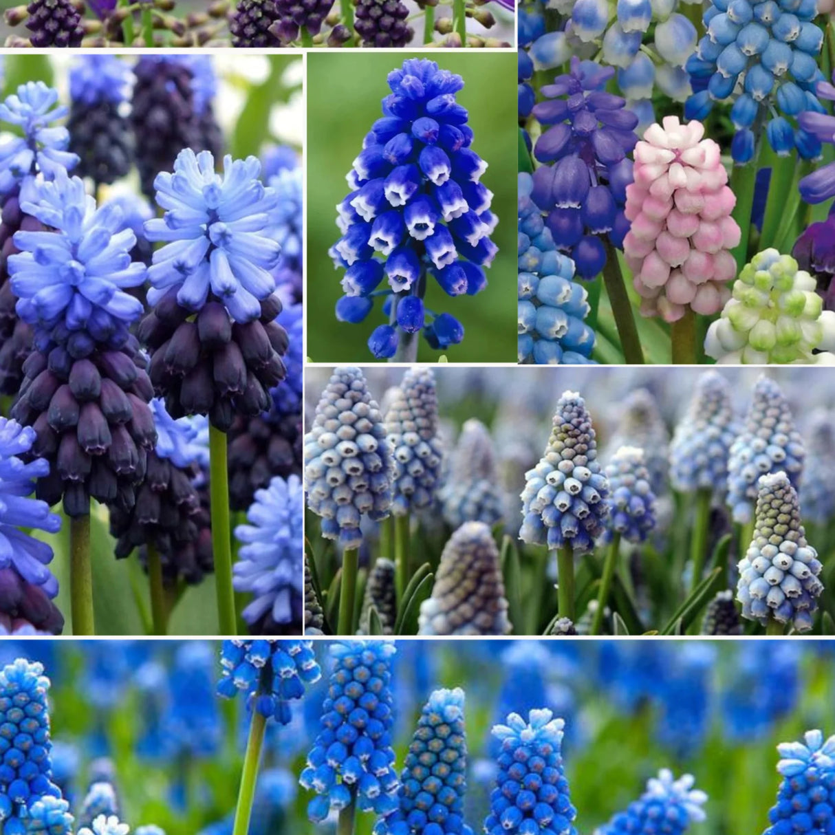 bulbi muscari 28