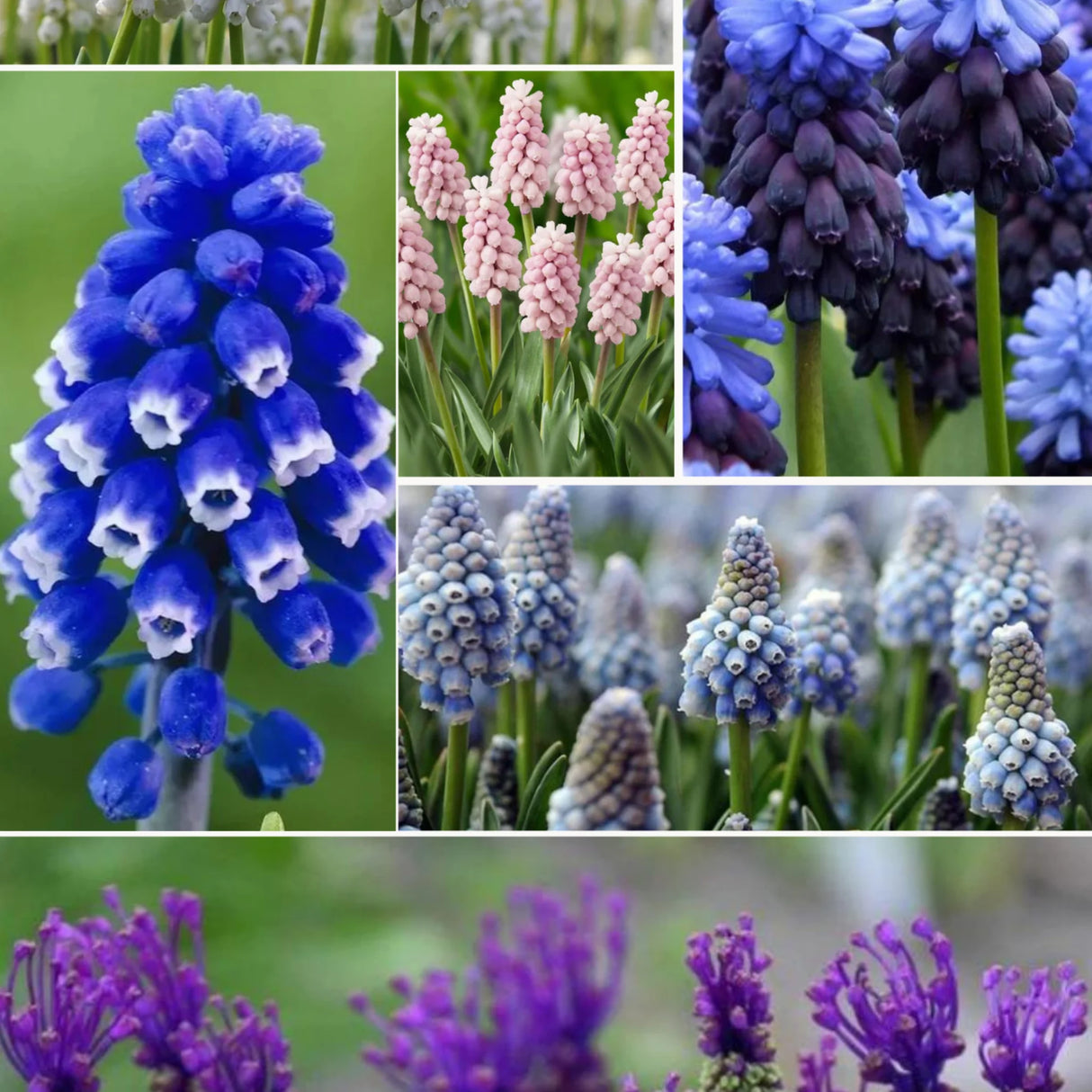 bulbi muscari 29