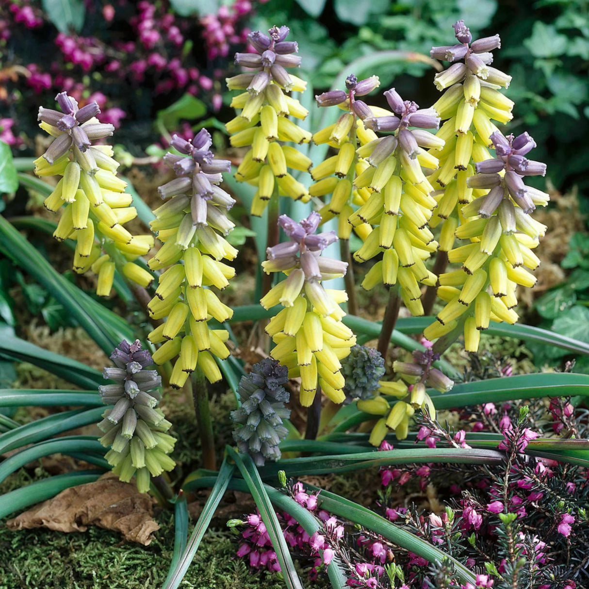 bulbi muscari33