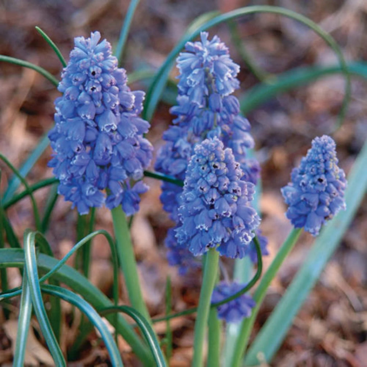bulbi muscari 41
