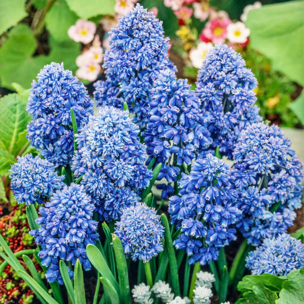 bulbi muscari 42