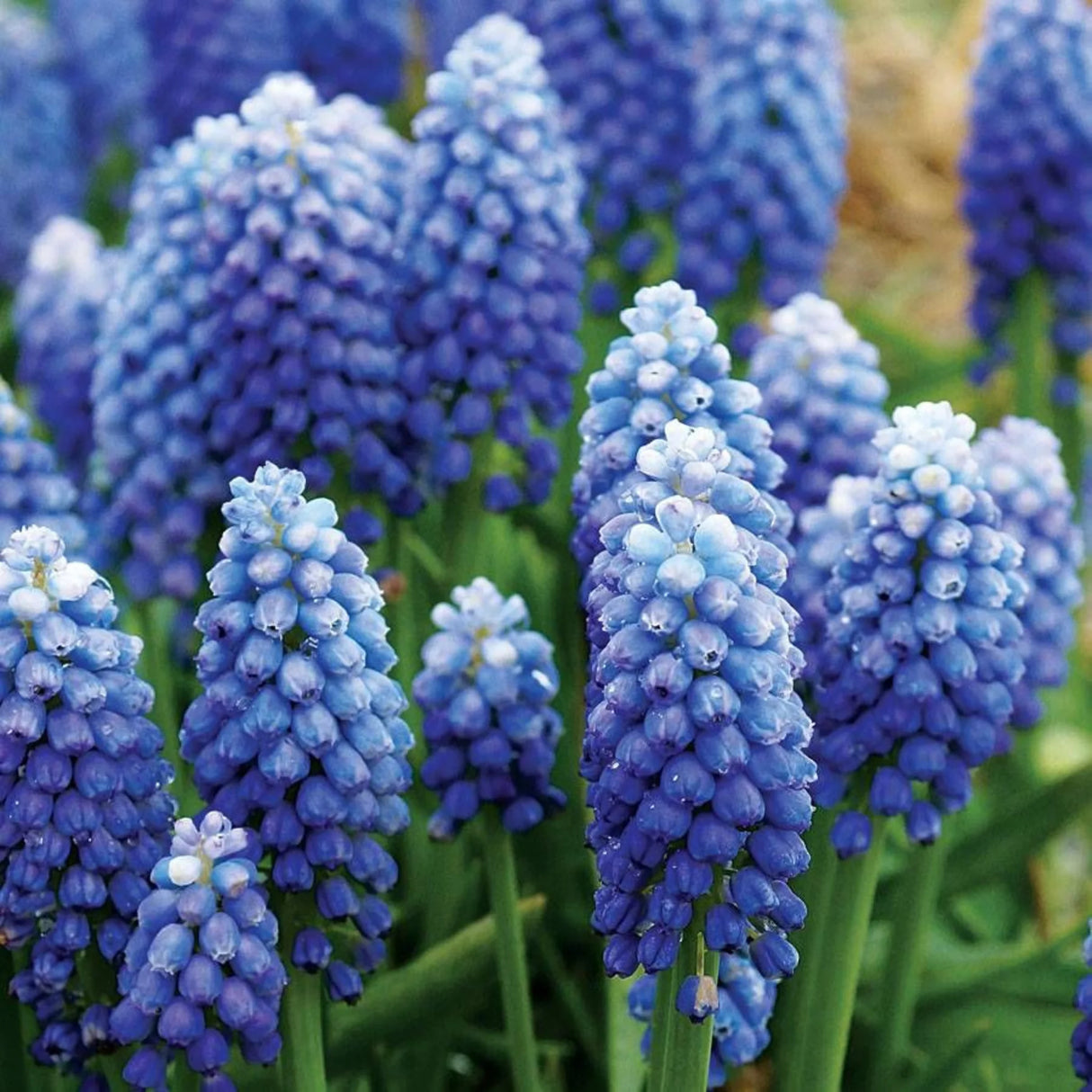 bulbi muscari 44