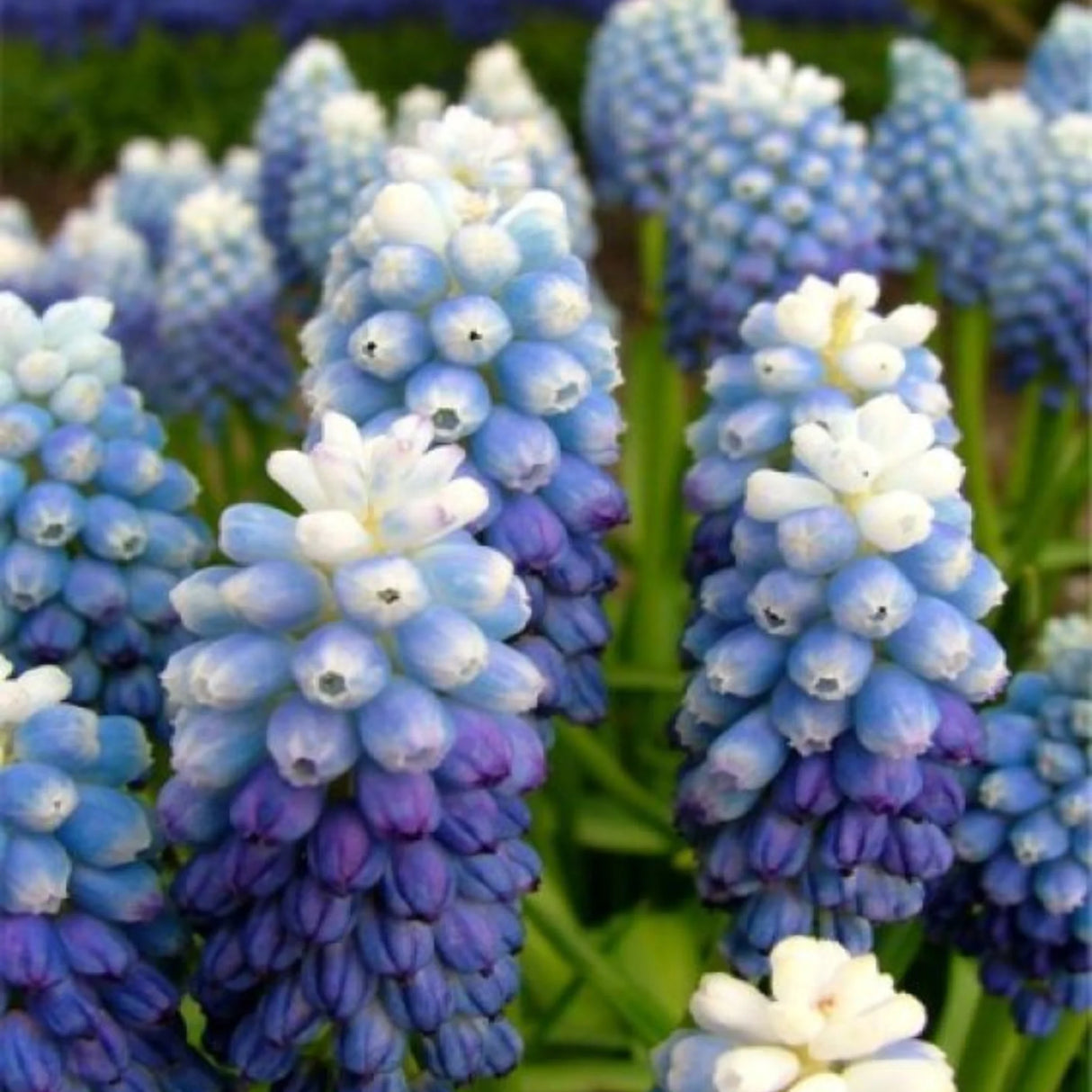 bulbi muscari 46