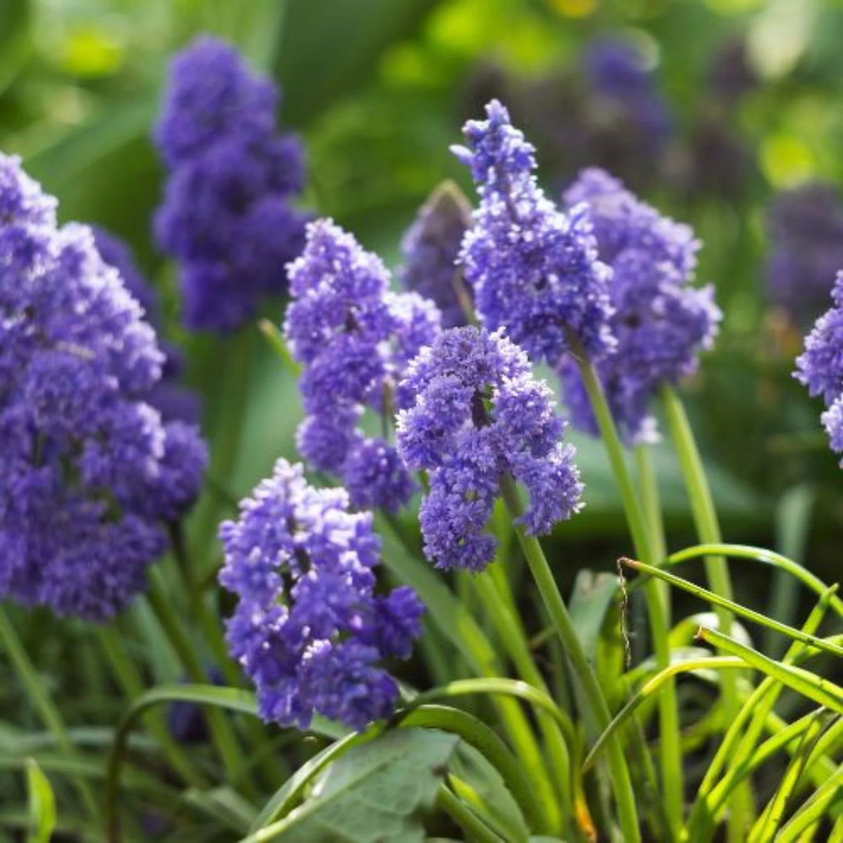 bulbi muscari 47