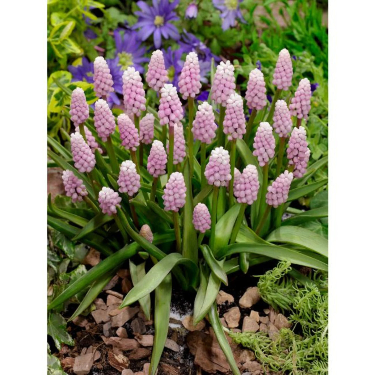 bulbi muscari 52