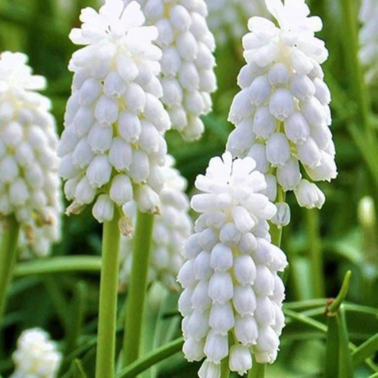 bulbi muscari 58