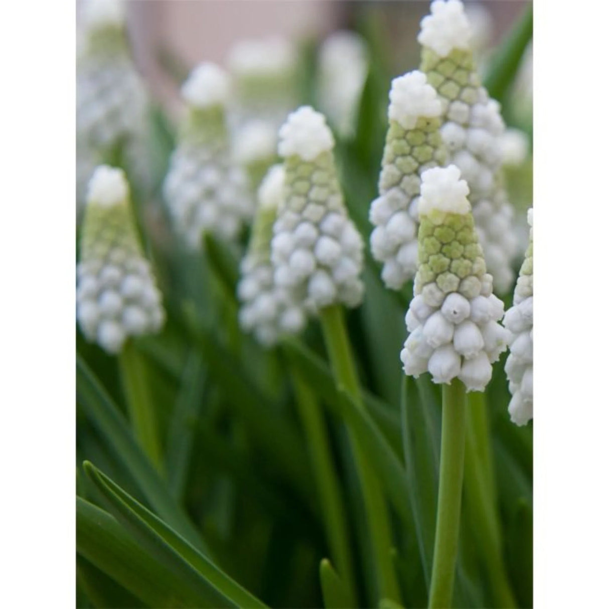 bulbi muscari 59