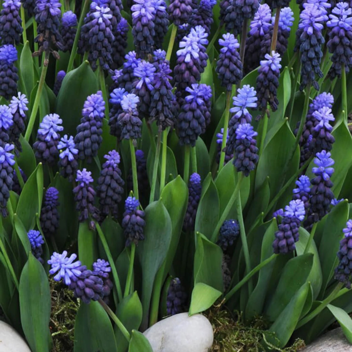 bulbi muscari 70