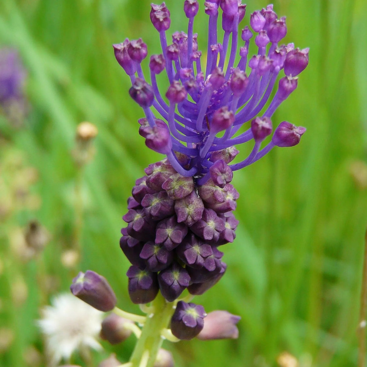 bulbi muscari 75