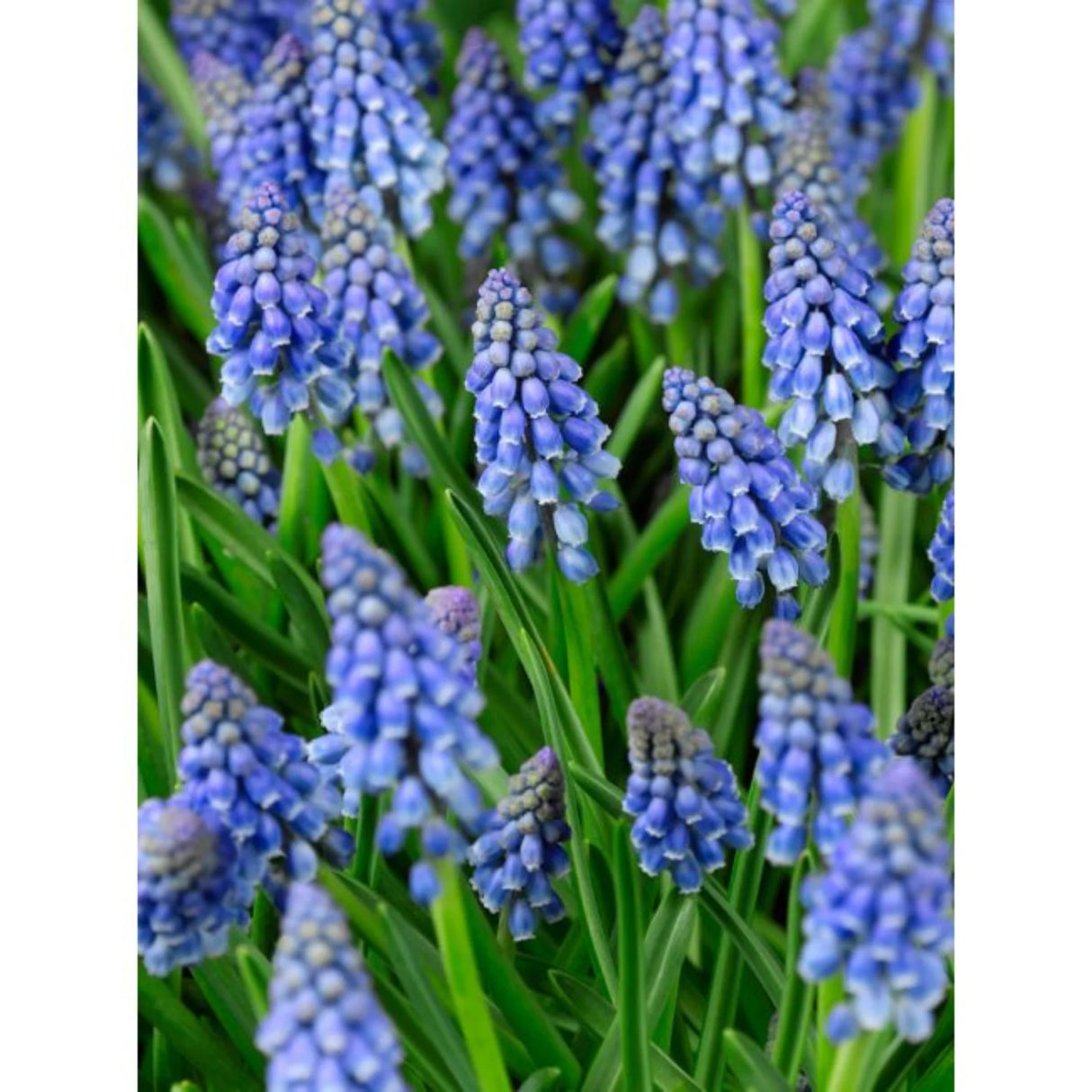 bulbi muscari 77