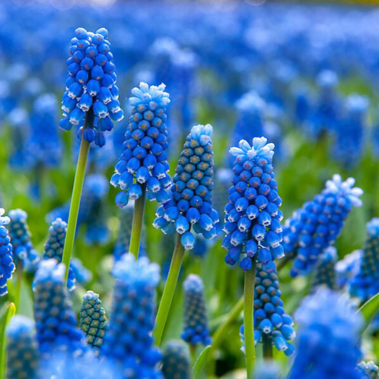 bulbi muscari 78