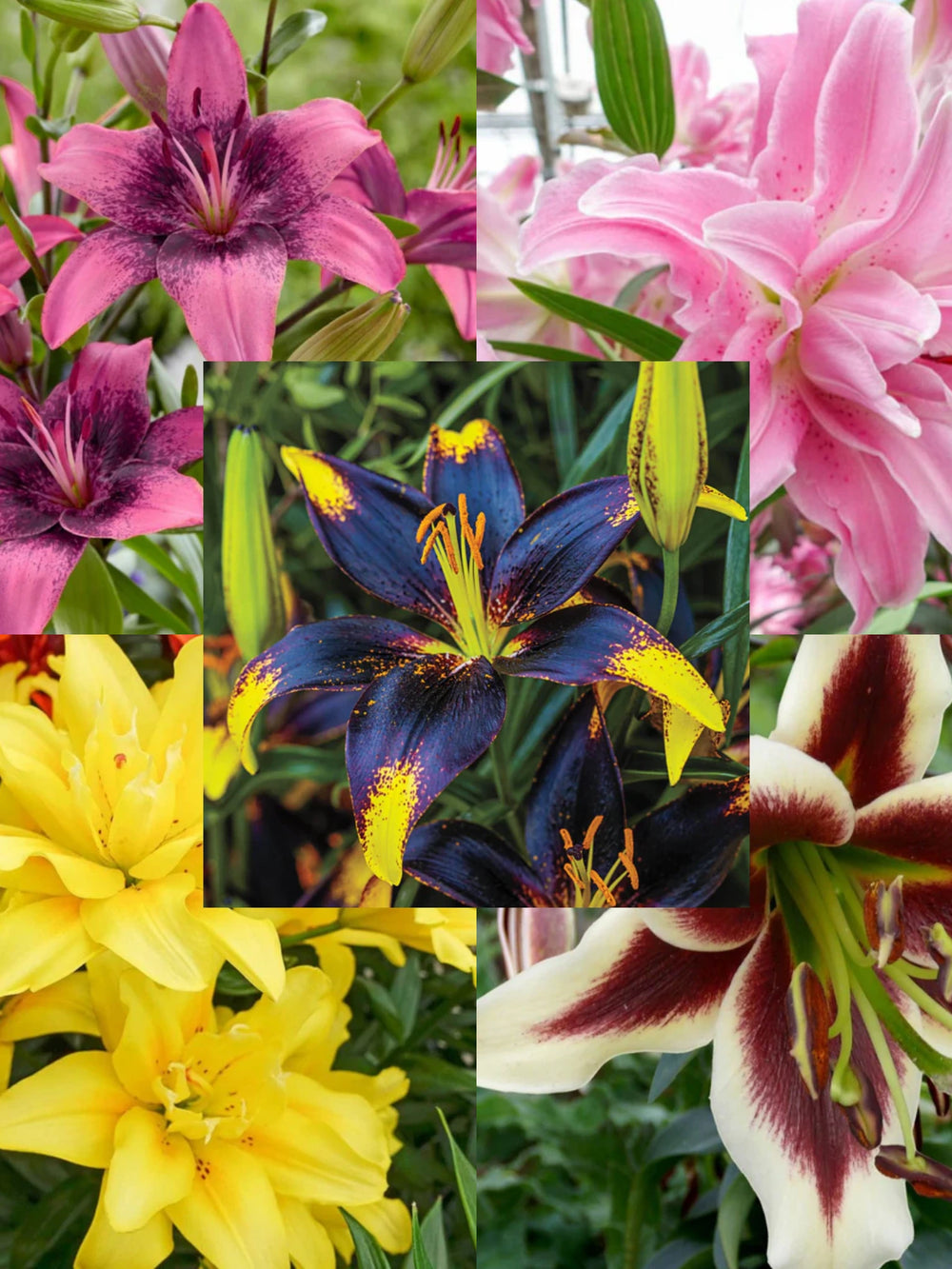 Bulbi de Crini - Pachet Promo 3 - Mix Imperial Five - 20 buc