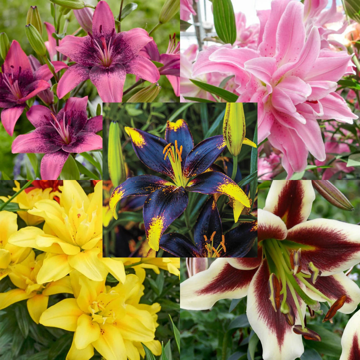 Bulbi de Crini - Pachet Promo 3 - Mix Imperial Five - 20 buc