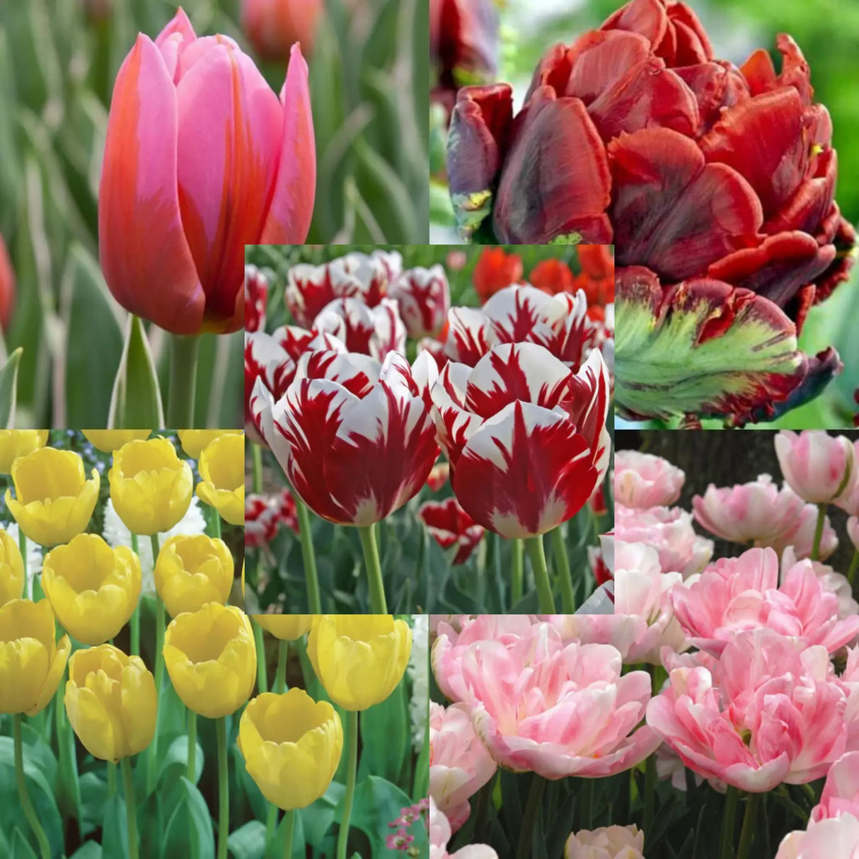 Bulbi Lalele - Pachet Promo 3 - Mix Perfect Five - 50 buc