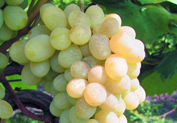 Butas Vita de Vie de Masa "Prezentabil", 1 Bucata