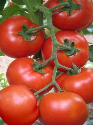 Seminte de Rosii Hibrid "Altamira", 0.2 gr