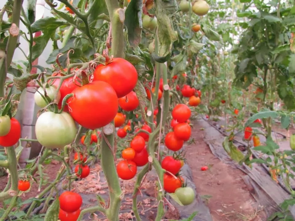 Seminte de Rosii Buzau 47