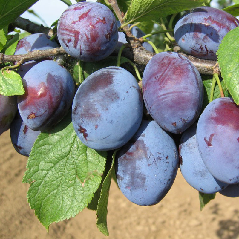 Pomi Fructiferi - Prun - Cacanska Lepotica - Anul 2 - 1 buc