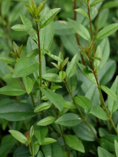 Ligustrum Vulgare (Lemn cainesc-gard viu), la ghiveci P9