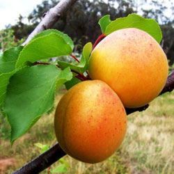 Pomi Fructiferi - Cais Ungaria - Anul 2 - 1 buc