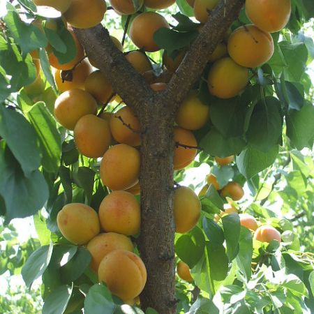 Pomi Fructiferi - Cais Dacia - Anul 3 - 1 buc