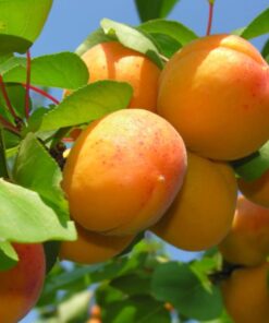 Pomi Fructiferi - Cais Olimp - Anul 2 - 1 buc