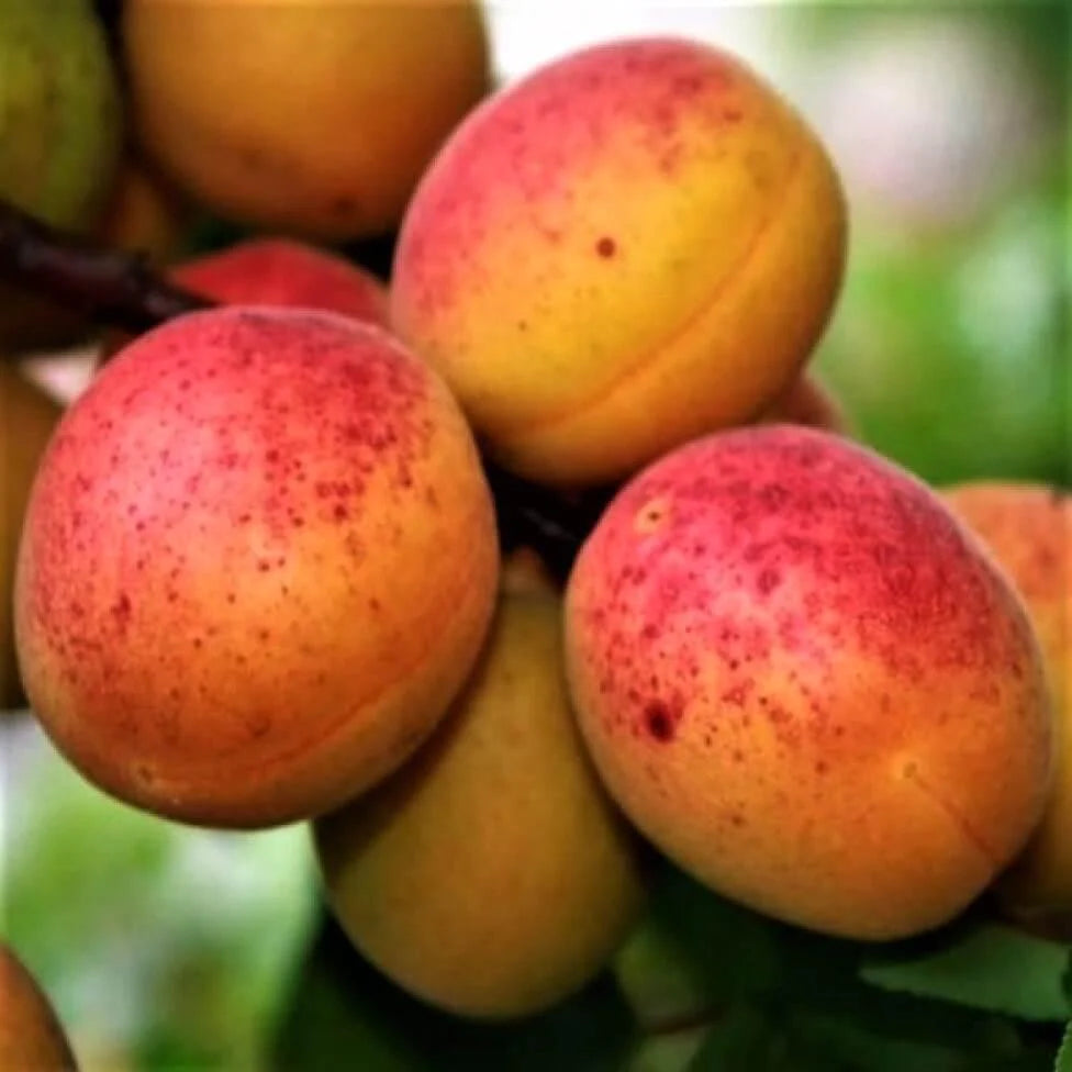 Pomi Fructiferi - Cais - Sulmona - Anul 3 - 1 buc