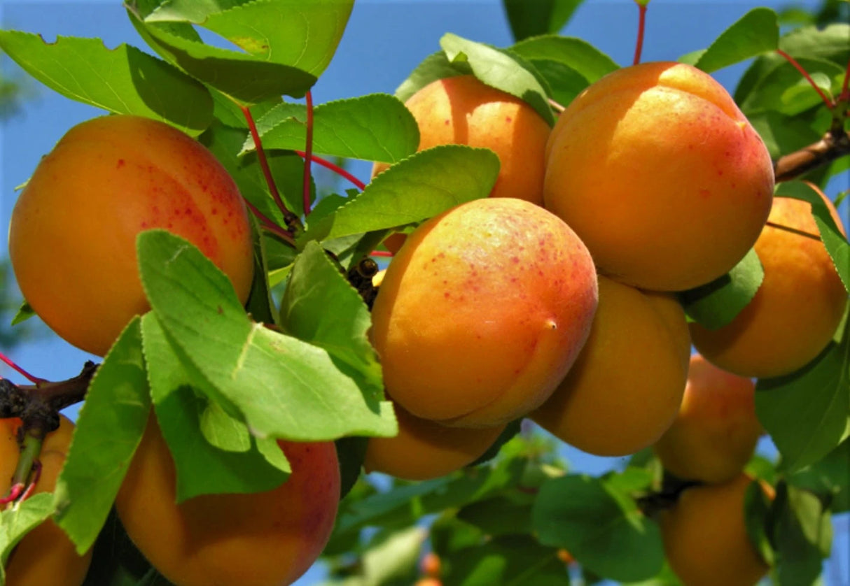 Pomi Fructiferi - Cais Viorica - Anul 2 - 1 buc