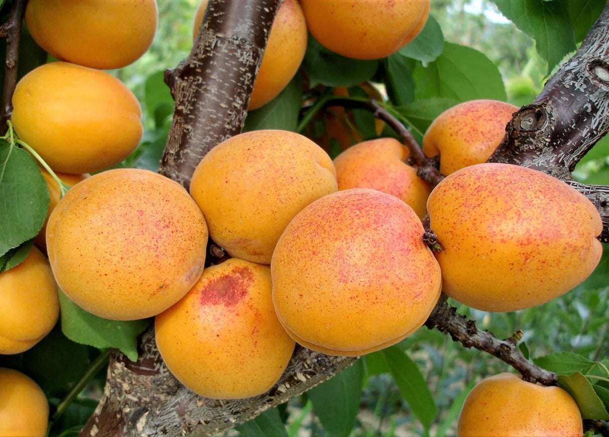 Pomi Fructiferi - Cais Viorica - Anul 2 - 1 buc