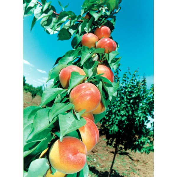 Pomi Fructiferi - Cais Viorica - Anul 2 - 1 buc