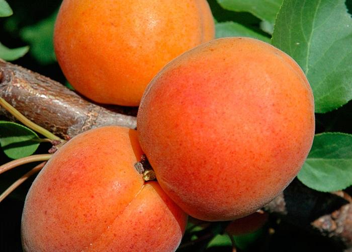 Pomi Fructiferi - Cais Rosu de Baneasa - Anul 3 - 1 buc