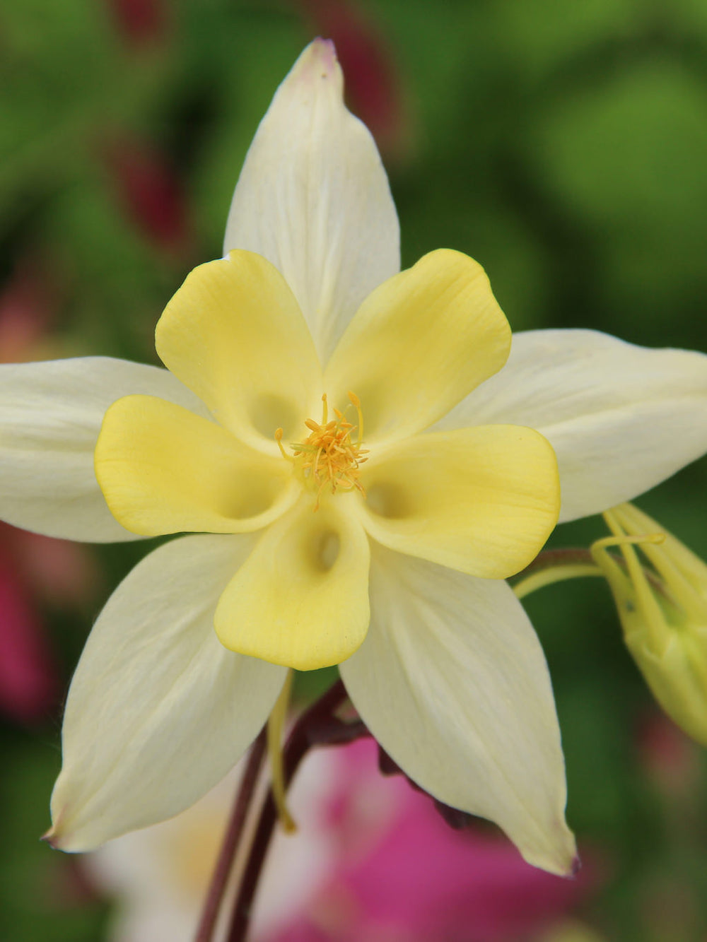 Bulbi de Caldaruse, Galbene, 1 Bucata, la ghiveci