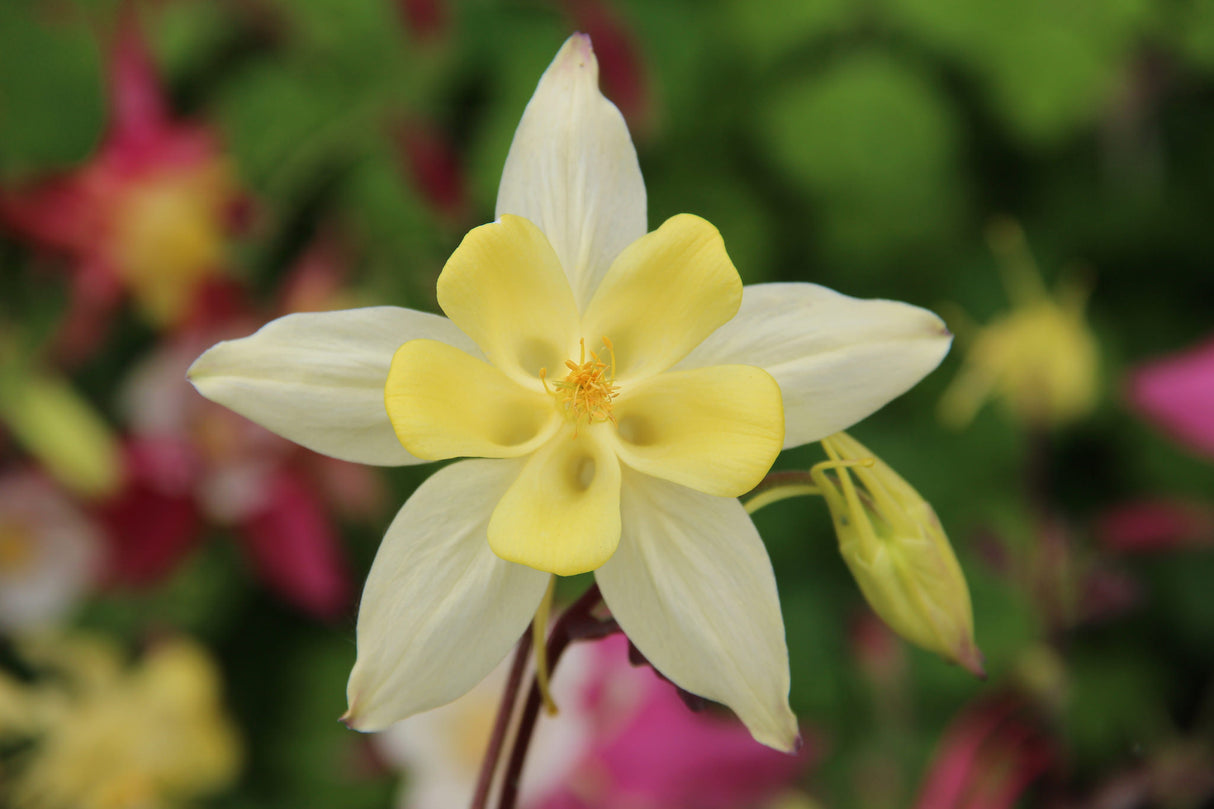 Bulbi de Caldaruse, Galbene, 1 Bucata, la ghiveci