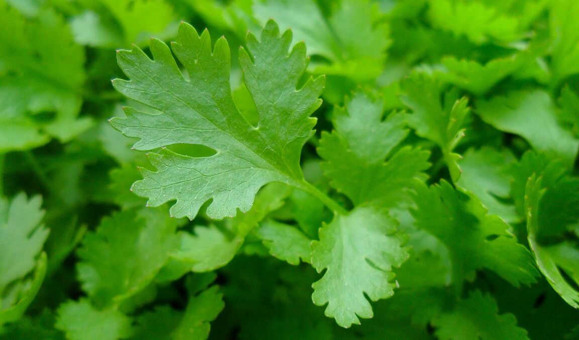 Seminte de Patrunjel Frunze Comune