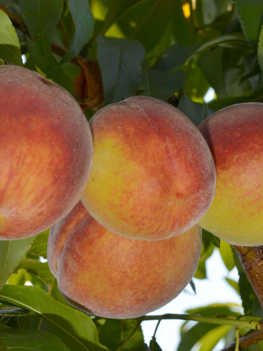 Pomi Fructiferi - Piersic - Cardinal - Anul 2 - 1 buc