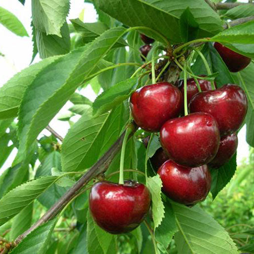 Pomi Fructiferi - Cires - Carmen - Anul 2 - 1 buc