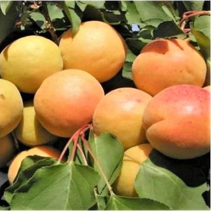 Pomi Fructiferi - Cais Ungaria - Anul 2 - 1 buc