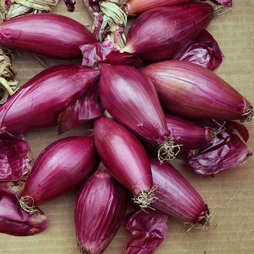 Seminte de Ceapa "Lunga Di Firenze", 1.5 gr