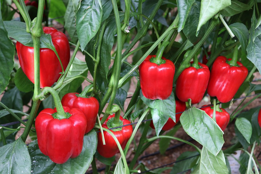 Seminte de Ardei Gras "Blocky Rosu", 7g