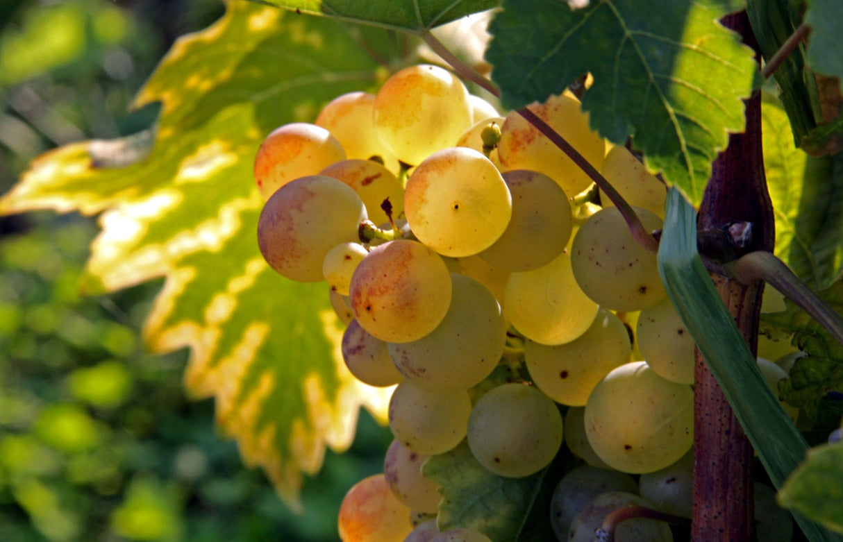 Vita de Vie "Bianca", la Ghiveci