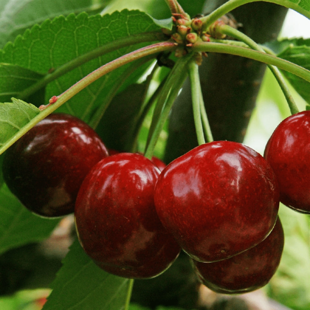 Pomi Fructiferi - Pachet Promo Cires Timpuriu - Anul 2 - 3 buc