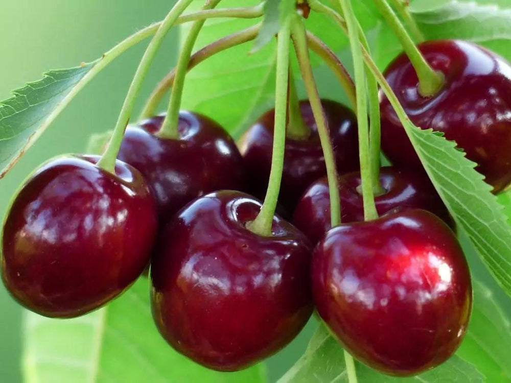 Pomi Fructiferi - Cires - Bigarreau Burlat - Anul 2 - 1 buc