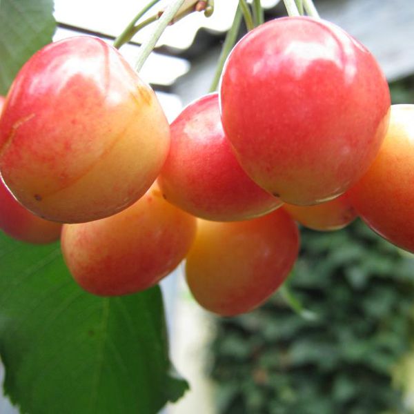 Pomi Fructiferi - Cires Boambe de Cotnari - Anul 2 - 1 buc